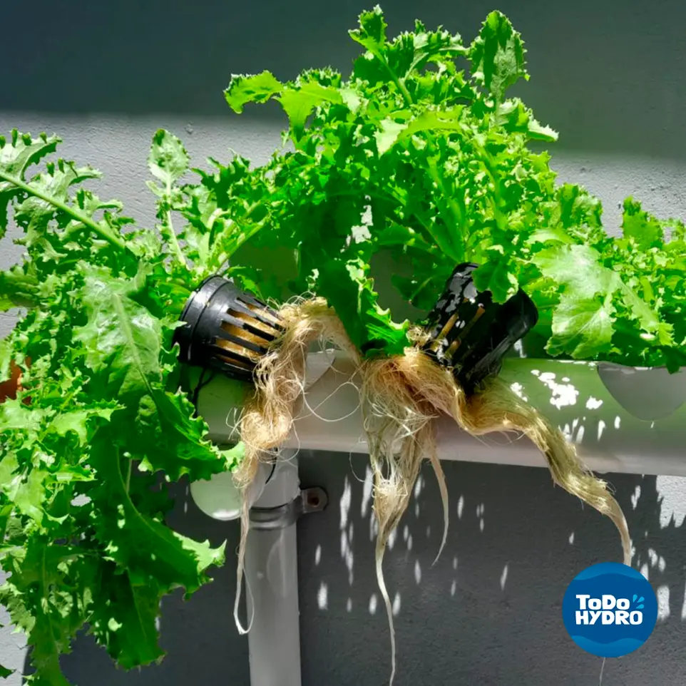 Doe kit hidropônico