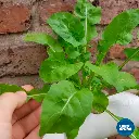 SAMPLE_3.webp