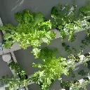 todohydro-client-plants-1-nutrients-1024x1024.webp
