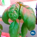 SAMPLE_29.webp