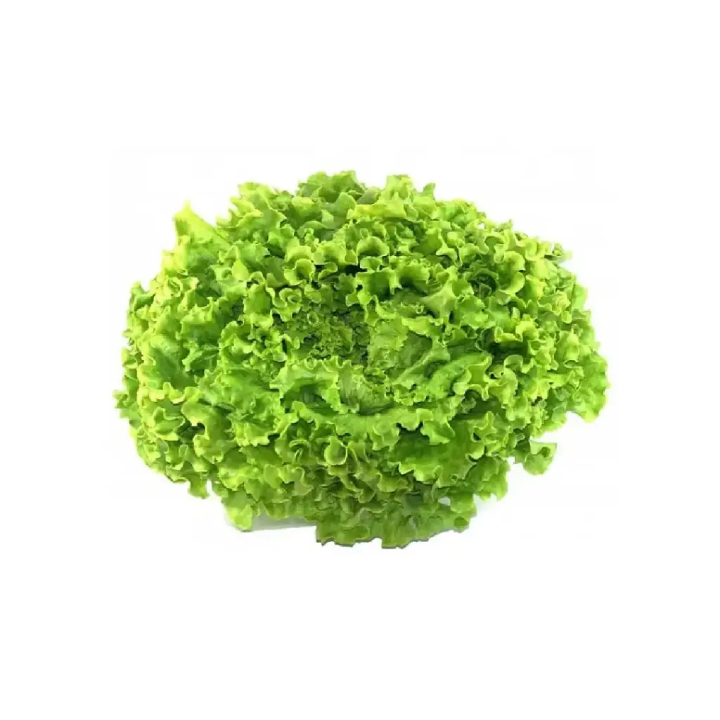 Lettuce Batavia