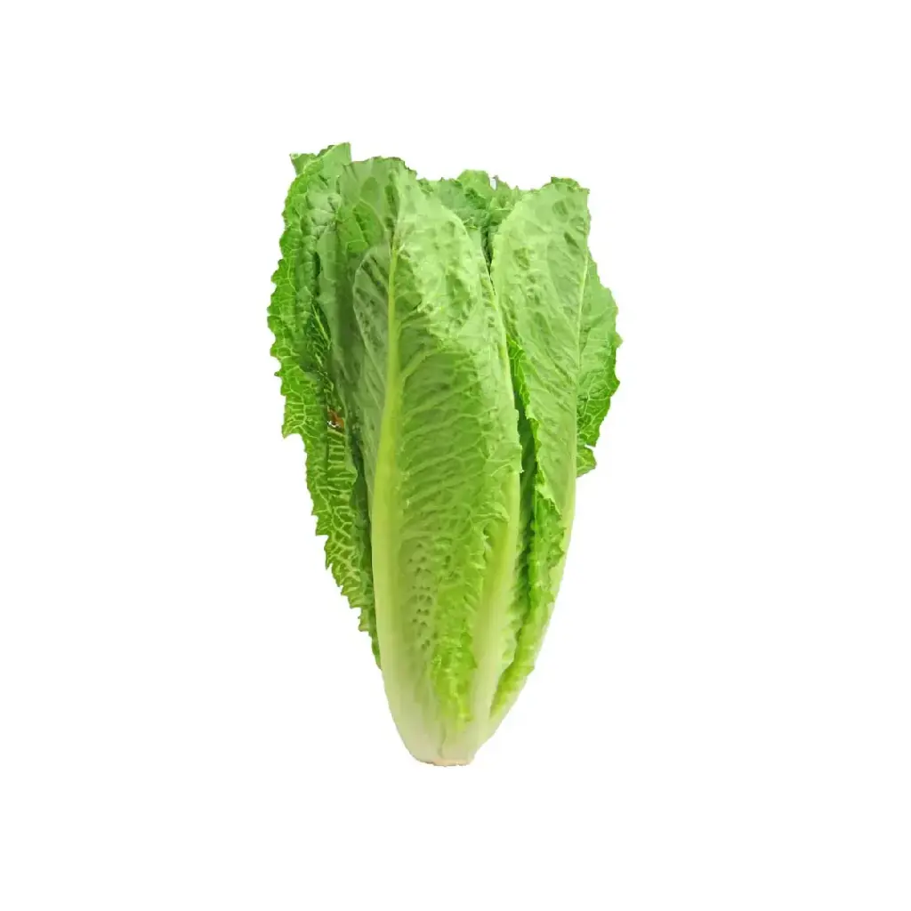 Lettuce Romaine