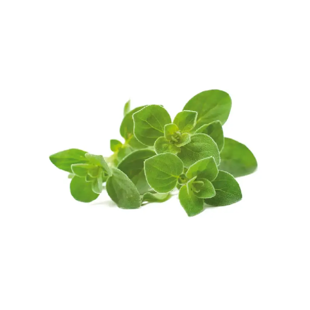 Oregano