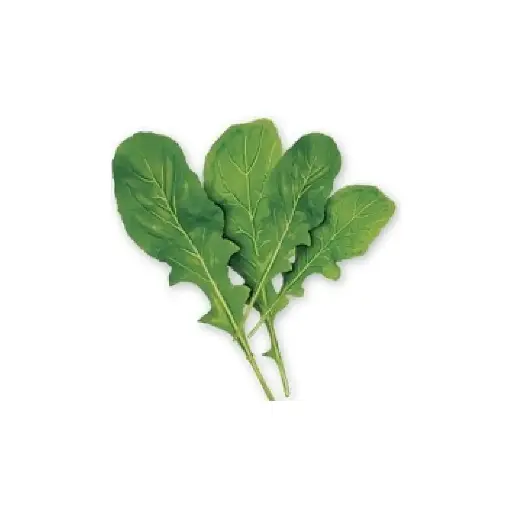 [SEED8] Arugula